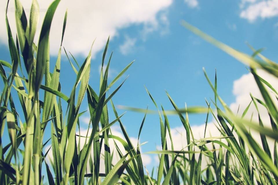 Terrain à SAINT-ESTEPHE