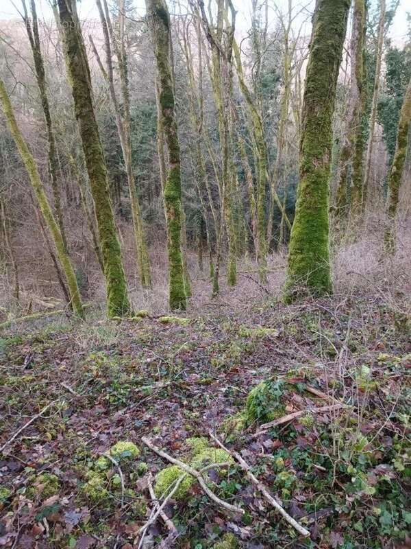 Photo 3 - Terrain à GRANGE-DE-VAIVRE