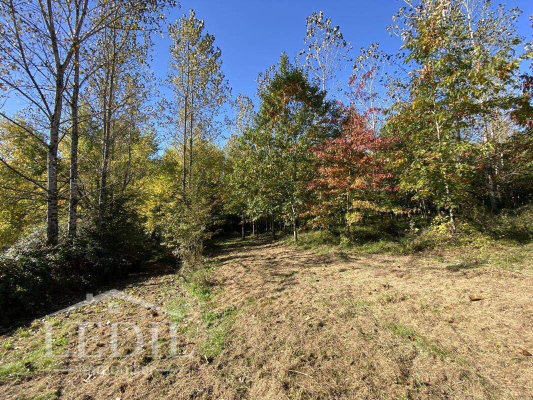 Parcelles Forestière et Bois - photo 4