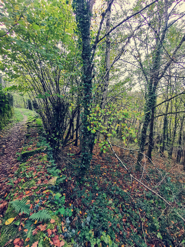 Terrain à TREIGNAC