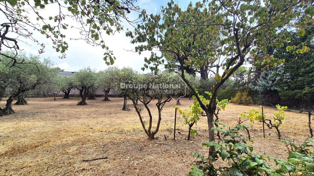 Beaumes de venise mas de caractere sur 2893 m² de terrain - photo 3