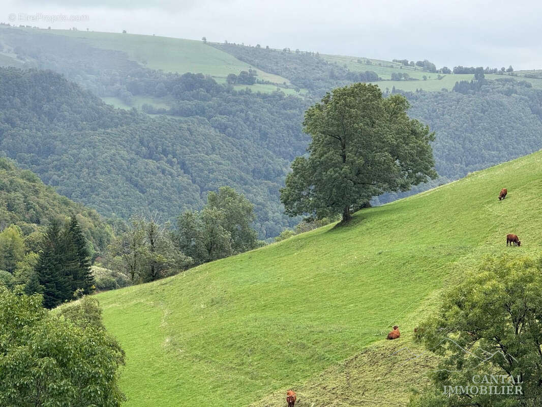 ENVIRONNEMENT - Maison à THIEZAC