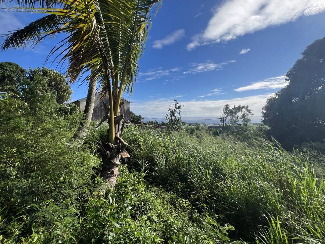 Terrain à SAINTE-SUZANNE