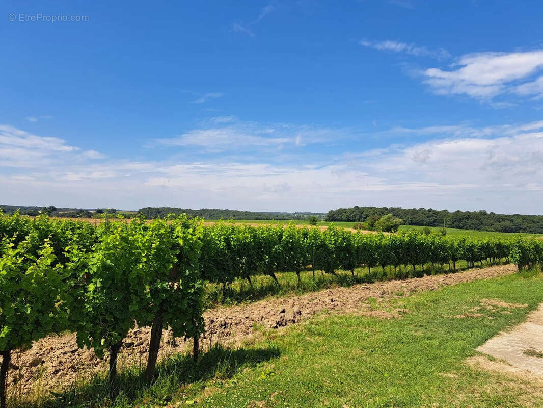Propriété viticole bio sur 22 hectares - Réf 72 - photo 4