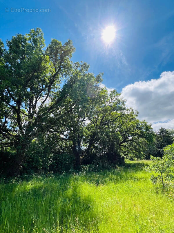 Terrain à MIGNE-AUXANCES