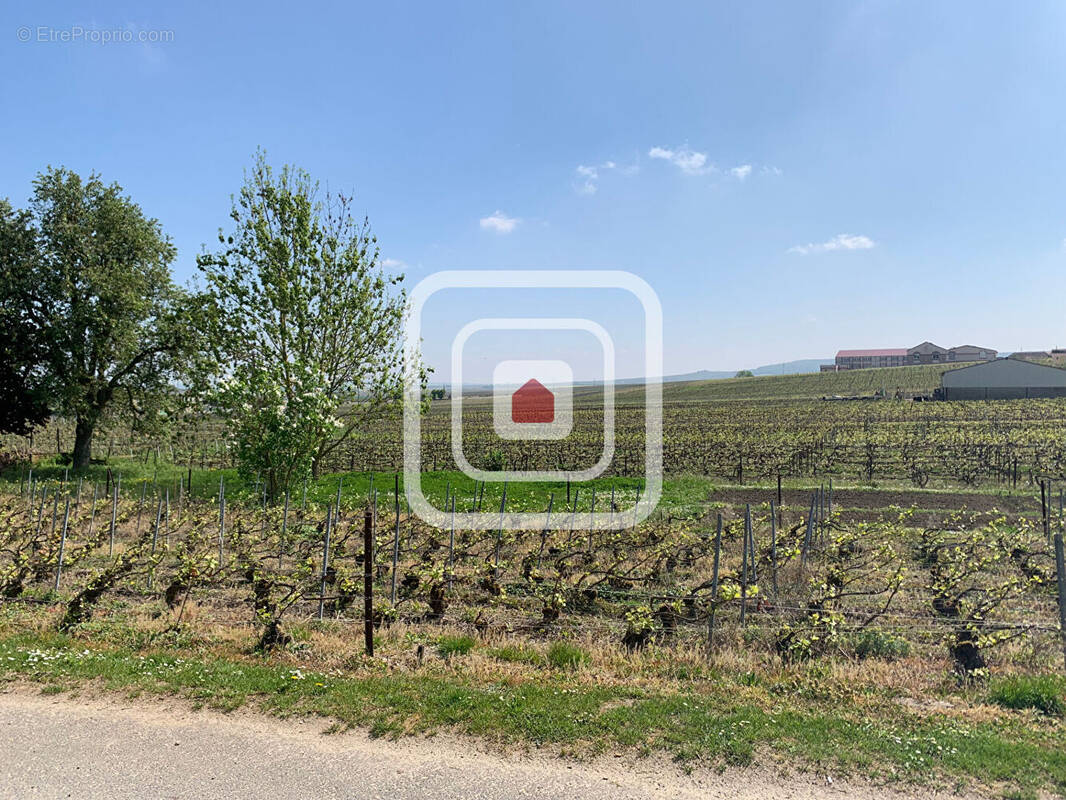 Terrain à RILLY-LA-MONTAGNE