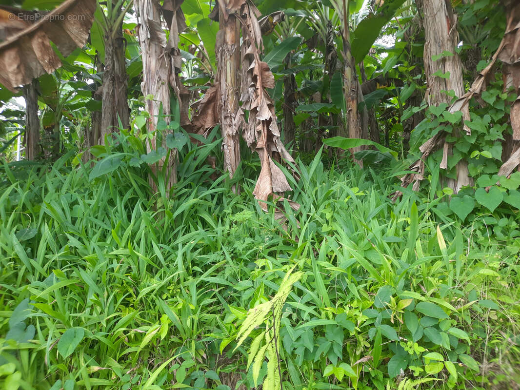 Terrain à LE LORRAIN