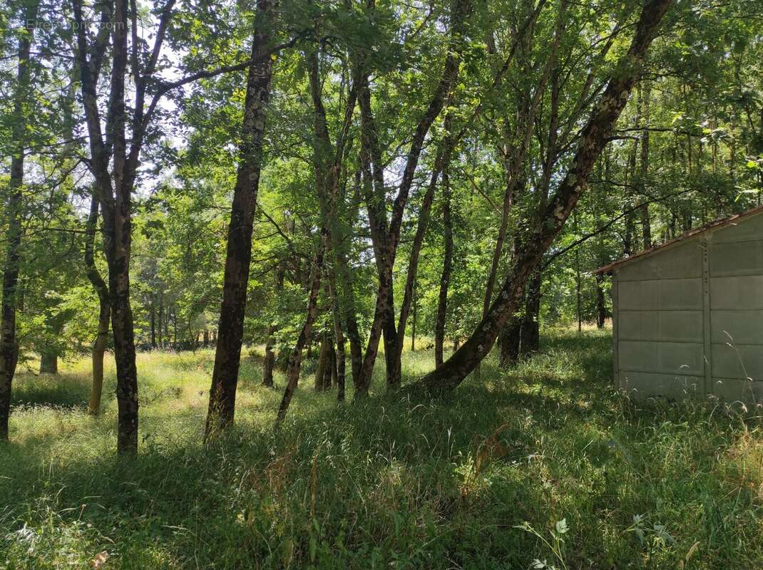 Terrain 6500 m² à Fontenilles  - photo 3