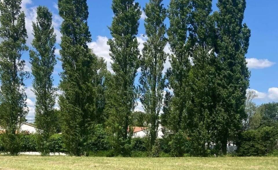 Terrain à LA ROCHE-SUR-YON