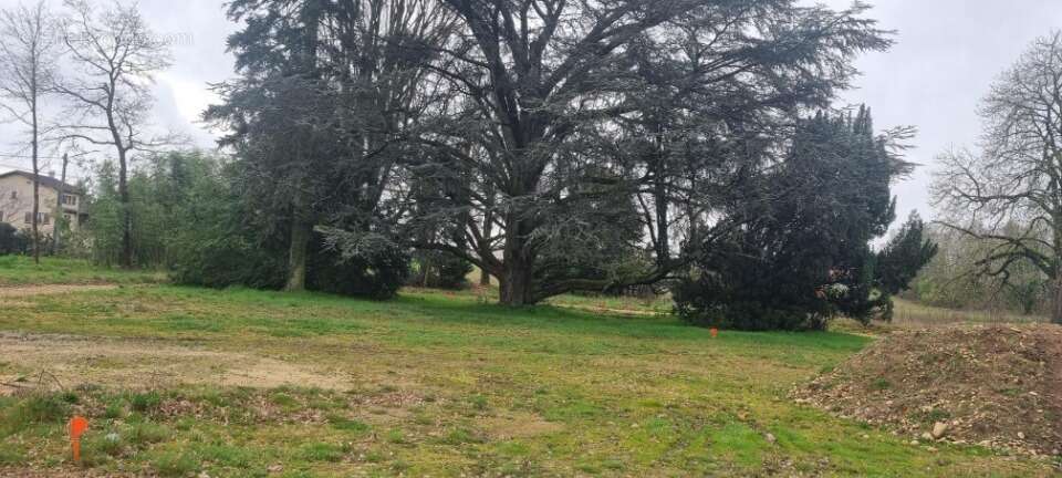 Terrain à MONTMERLE-SUR-SAONE