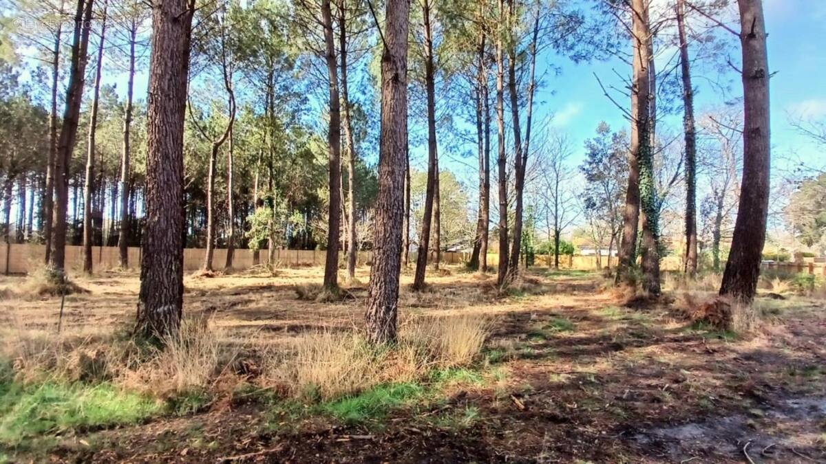 Terrain à SEIGNOSSE