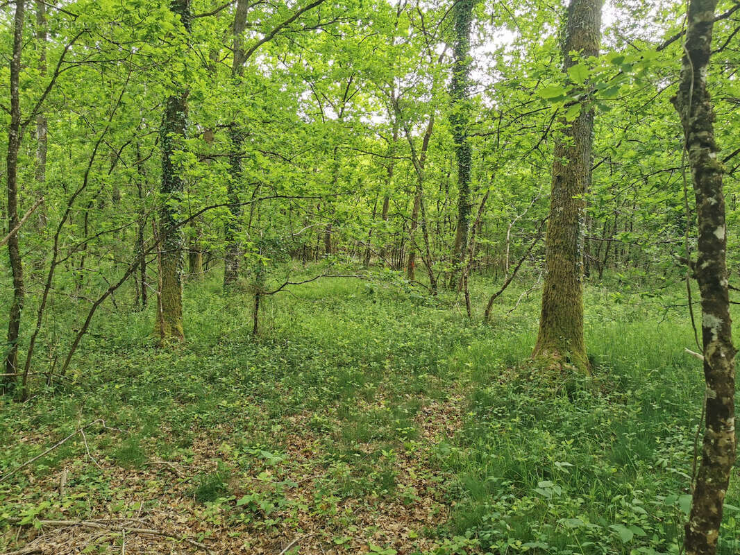 Terrain à SELLES-SAINT-DENIS