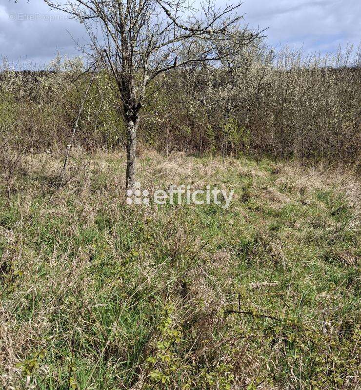 Terrain à ROUGEMONTOT