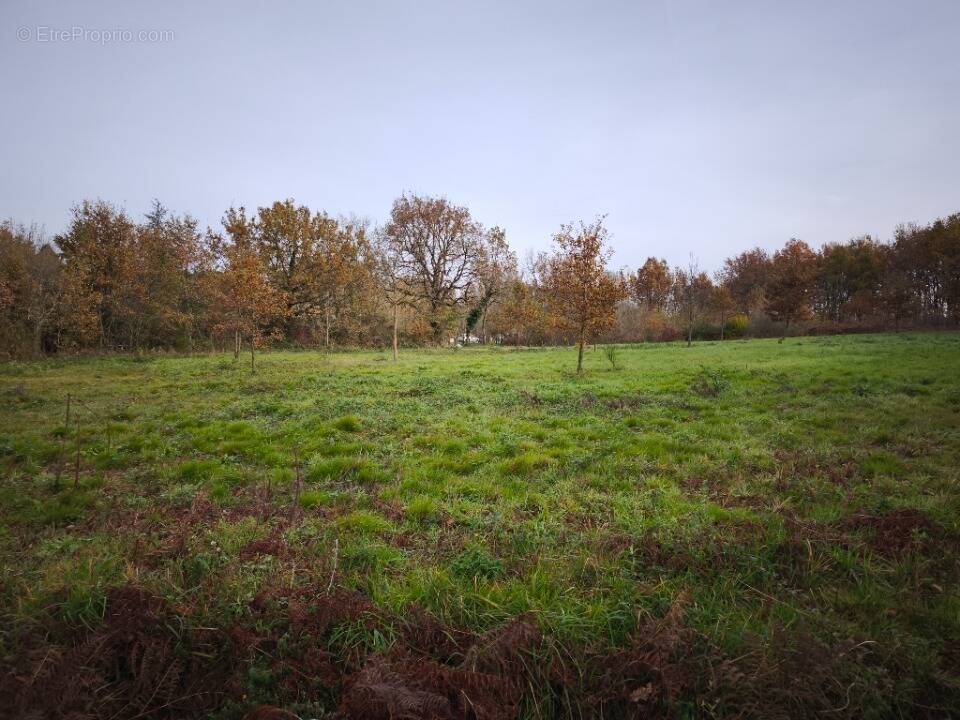 Terrain à DAMIATTE