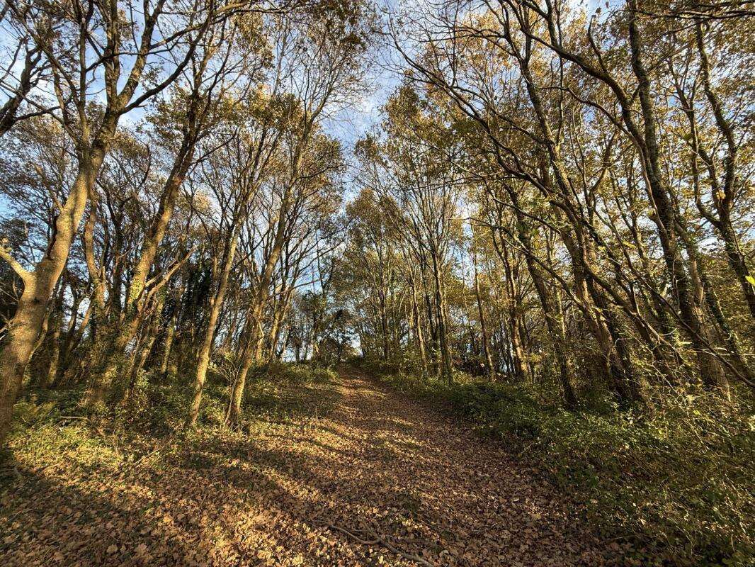 Terrain à BRASSEMPOUY