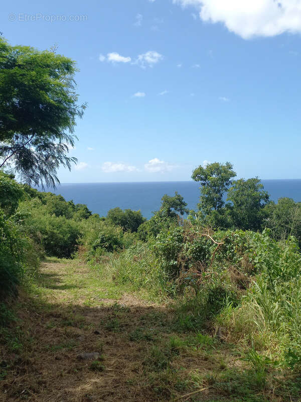Terrain à VIEUX-HABITANTS