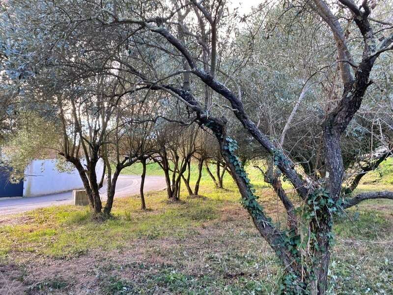 Terrain à vendre - viabilisé - 401 m2 - Castries (34) - photo 5