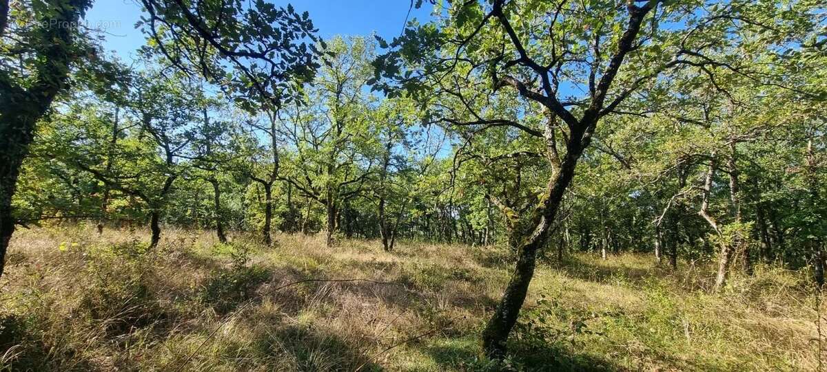 Terrain à SAINT-PAUL-DE-LOUBRESSAC