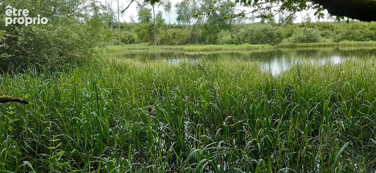Etang vidangeable 1 ha avec abri pêche - photo 5