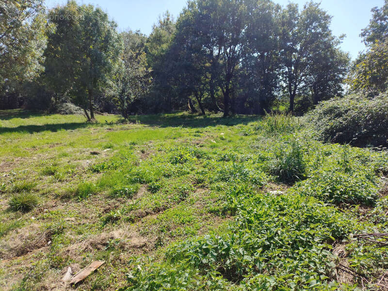 Terrain à TESSON