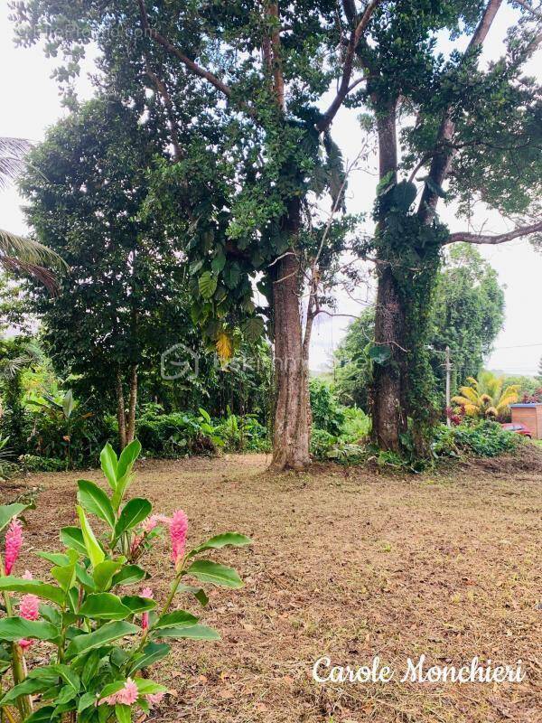 Terrain à CAPESTERRE-BELLE-EAU