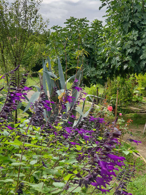 Maison à SAINT-HILAIRE