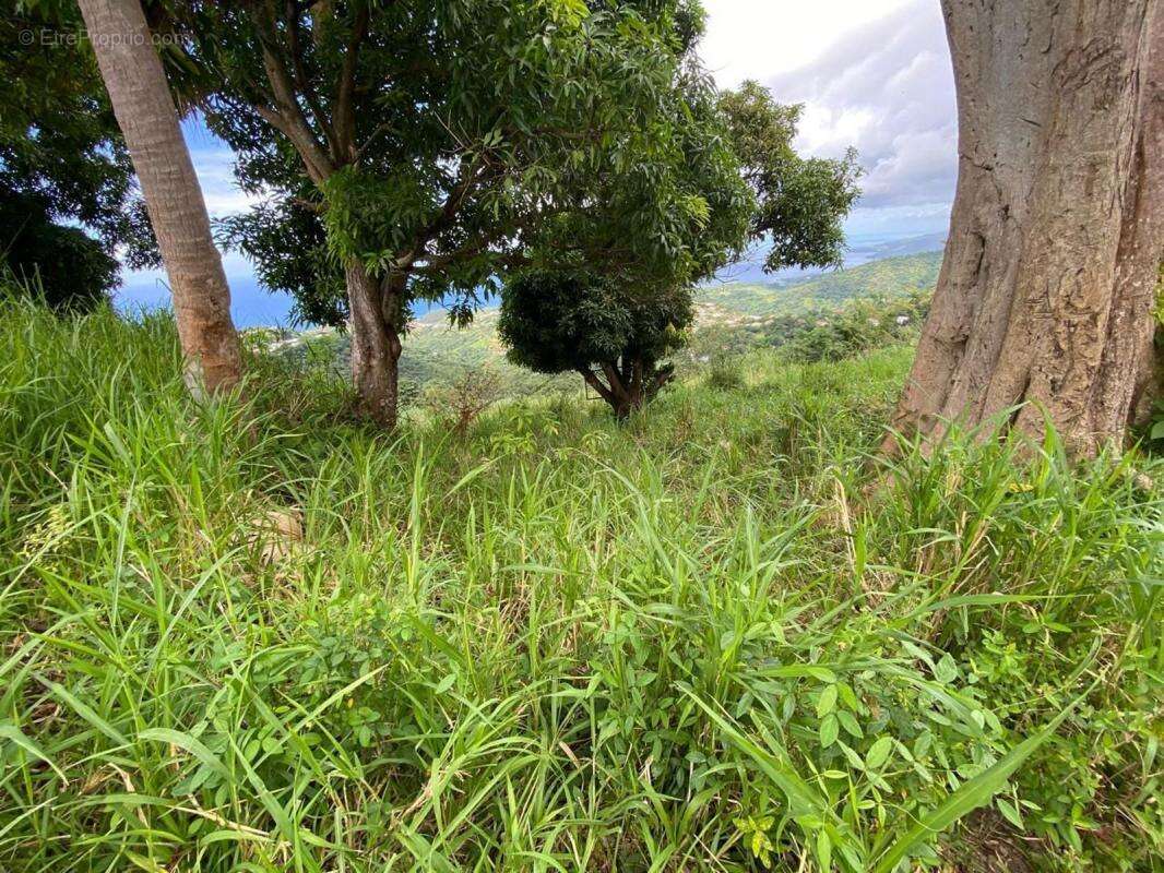 Terrain à LE MORNE-VERT