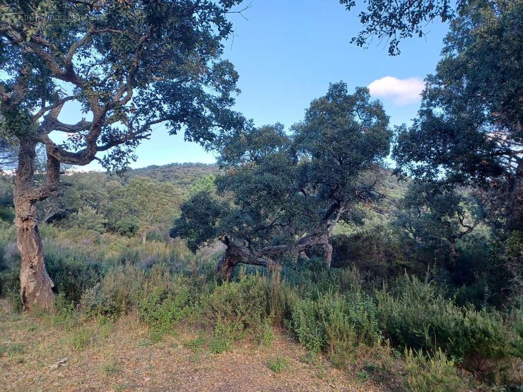 Terrain à RAMATUELLE