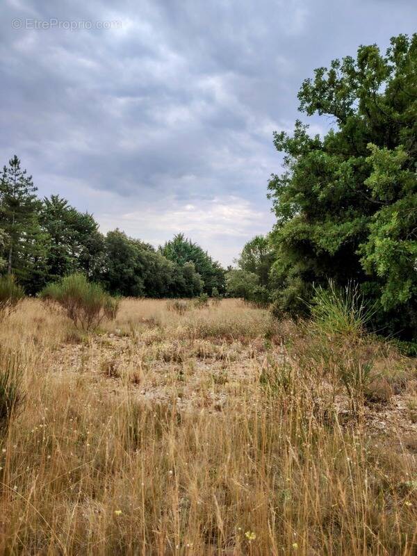 Terrain à MURS