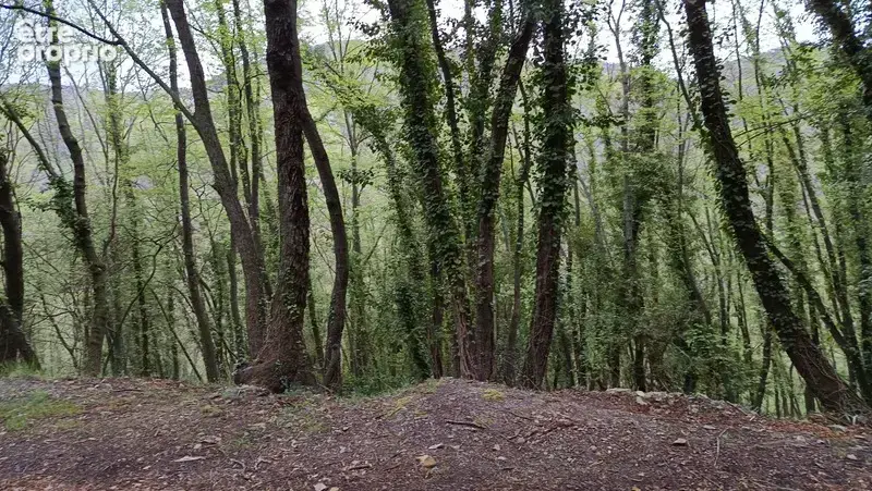 Terrain à vendre de 16 225,00 m² PEILLE (06) - photo 4