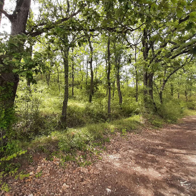 Autre à CAMPAGNE-SUR-AUDE