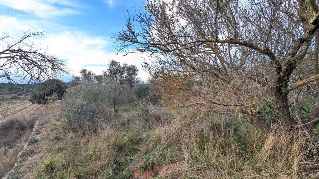 Terrain à MONTFORT-SUR-ARGENS