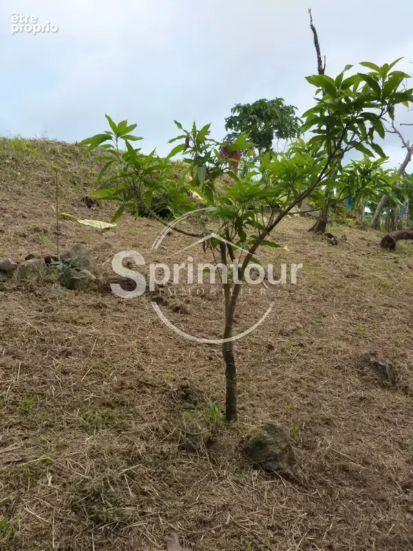 GOURBEYRE Terrain de 1200m2 - photo 9