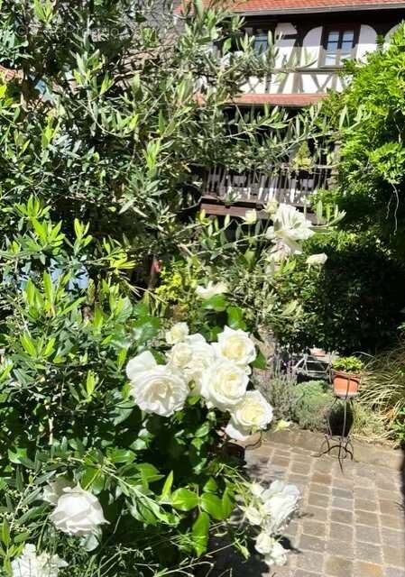 Maison à WISSEMBOURG