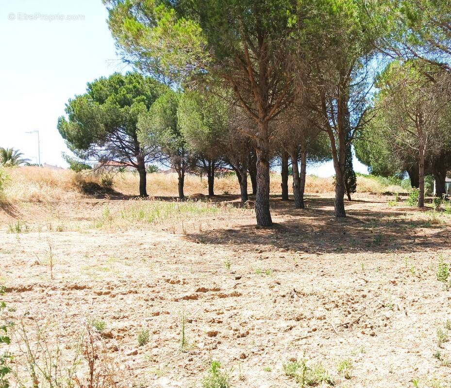 Terrain à PERPIGNAN