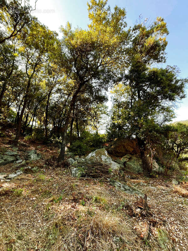'Terrain constructible 1850m2 Vallée Heureuse Sorède   Calme, hors lotissement, très recherché !' - photo 4
