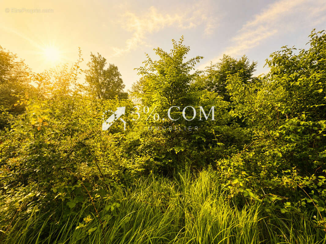 Foret - terrain  11.407 m2 - photo 3