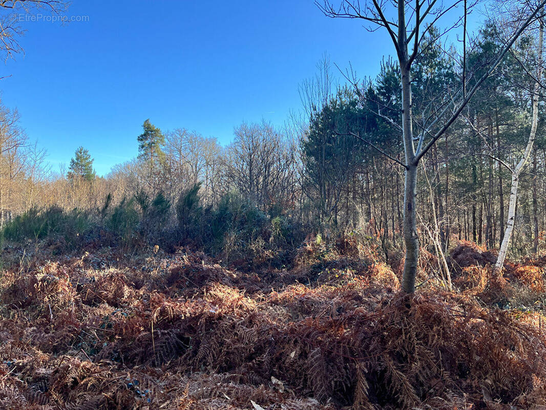Terrain à BOUZY-LA-FORET