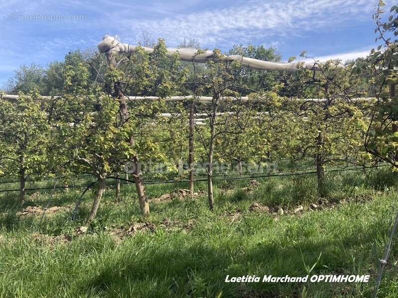 Terrain à MARQUIXANES