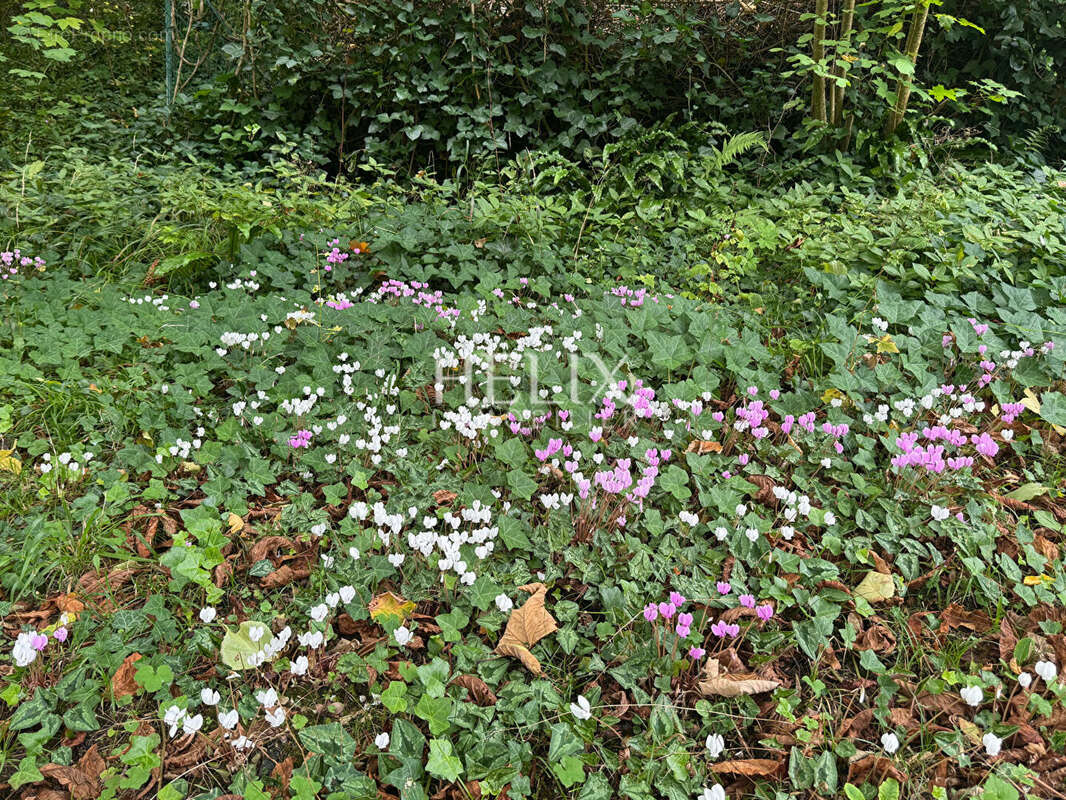 Maison à VILLENNES-SUR-SEINE