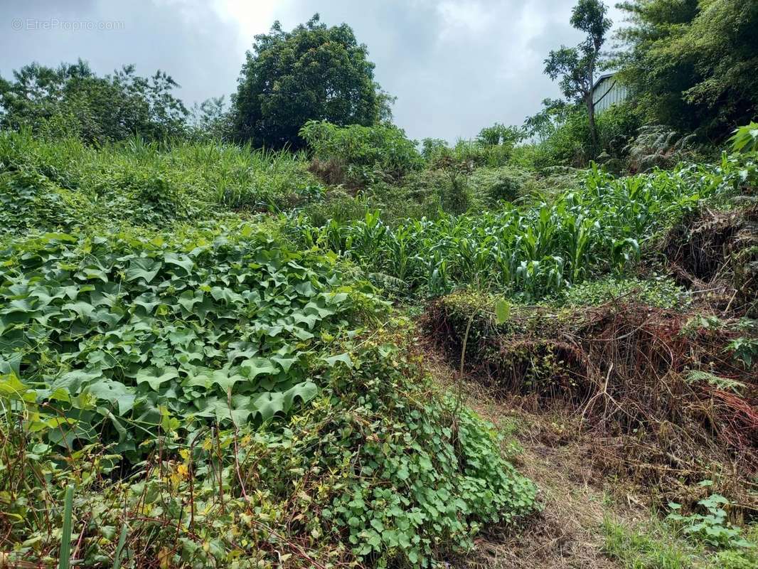 Terrain à LA POSSESSION