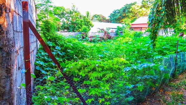 Terrain à SAINT-LOUIS