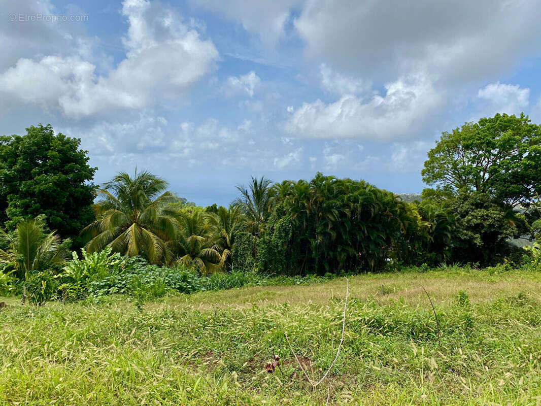 Terrain à SAINTE-LUCE