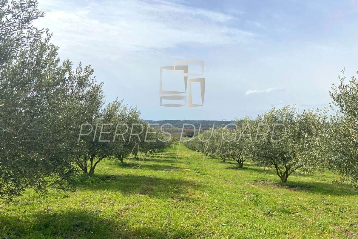 Terrain à SAINT-MAXIMIN