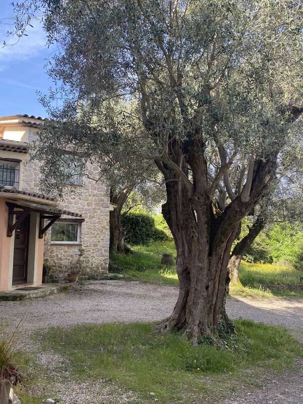 Mougins- propriete de 10 pieces  sur 6800 m² de terrain clos et arbore, ideal chambres d'hotes - photo 3