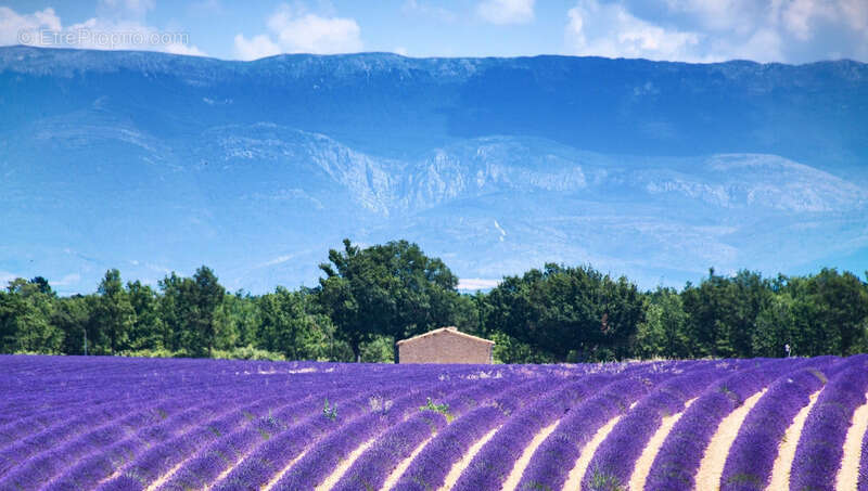 Commerce à MOUSTIERS-SAINTE-MARIE