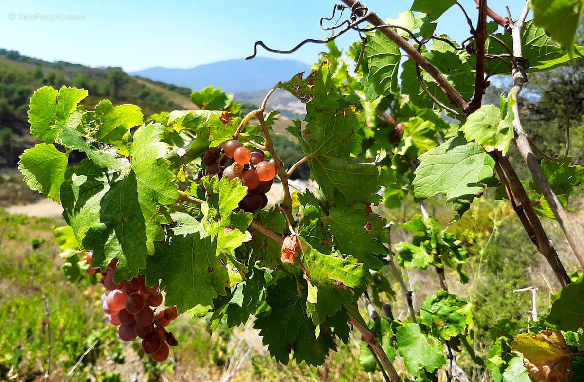 Terrain à BANYULS-SUR-MER