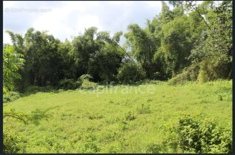 À Vendre – Grand terrain à bâtir de 6 130 m² à Ajoupa-Bouillon (Martinique) - photo 2