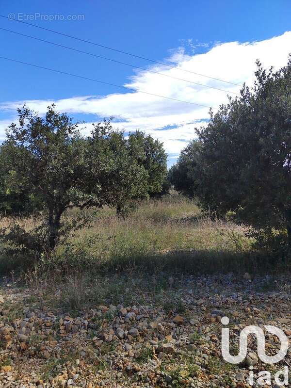 Photo 9 - Terrain à SERIGNAN-DU-COMTAT