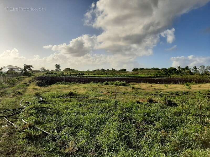 Dpt Guadeloupe (971), à vendre SAINT FRANCOIS maison P5 de 134,03 m² - Terrain de 8 528,00 m² - Plain pied - photo 7